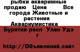 рыбки акваримные продаю › Цена ­ 30 - Все города Животные и растения » Аквариумистика   . Бурятия респ.,Улан-Удэ г.